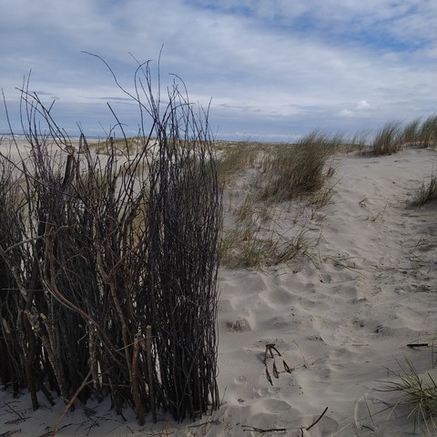 Reisig im Vordergrund, dahinter Sand und Dünen. Der Himmel ist blau mit Wolkenfetzen.
