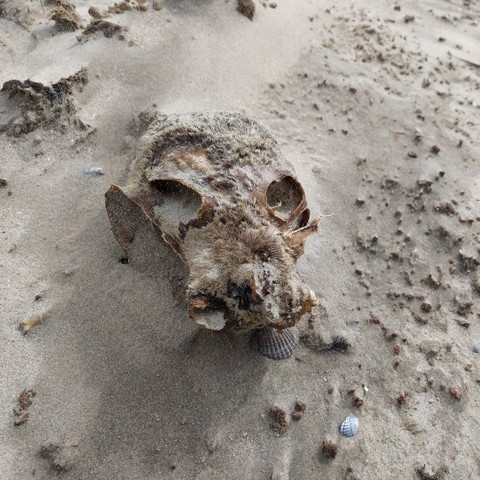 Schädel eines Seehundes im Sand. Auf der Nase ist noch etwas Fell, die Augen sind leer.