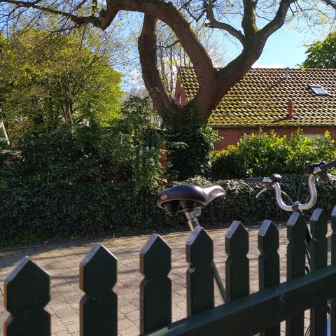 Blick über einen Zaun, hinter dem ein Rad lehnt. Auf der anderen Wegseite ein knorriger Baum, viel Efeu und ein Hausdach mit roten Ziegeln. 