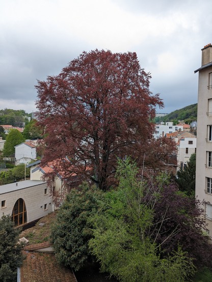 Un érable rouge, plus grand que les autres arbres