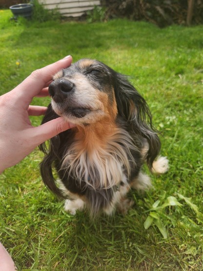 A little grey dapple dachshund named Tesla is getting pet on the head and has her eyes closed and is leaning into it
