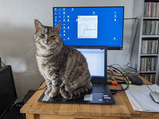 Caturday Lapcat