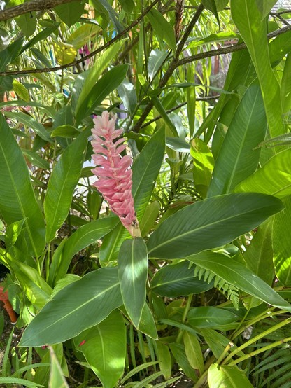 Some kind of pink tropical flower surrounded by greenery 
