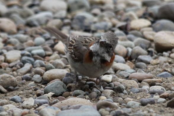 Un ave pequeña similar a un gorrión doméstico parada sobre un suelo de canto rodado. El avecita parece que mira a la cámara