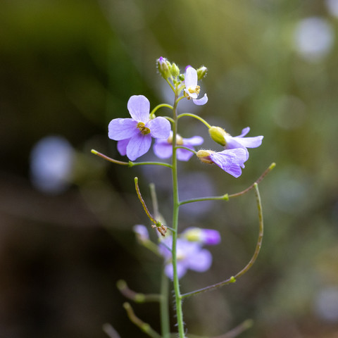 Kleine Blüten in zartem Violett an dünnen grünen Stängeln. Die Pflanze Wiesen-Schaumkraut steht auf einem kleinen mit viel Moos bewachsenen Felsen im Wental Felsenmeer Südseite.
