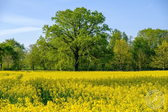 Rapsfeld