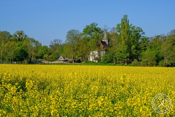 Rapsfeld