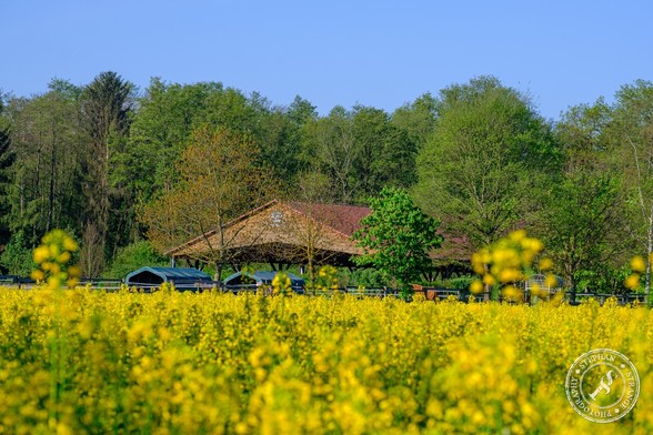 Rapsfeld