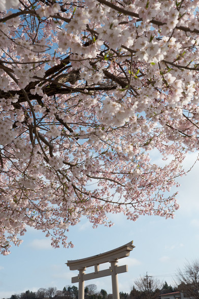 Cherry blossoms in Japan.