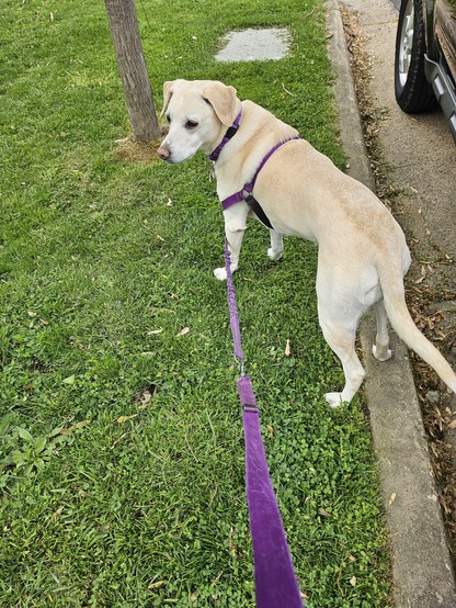 A yellow dog, on a purple harness and leash combination, stands on the grass beside a small tree and a car