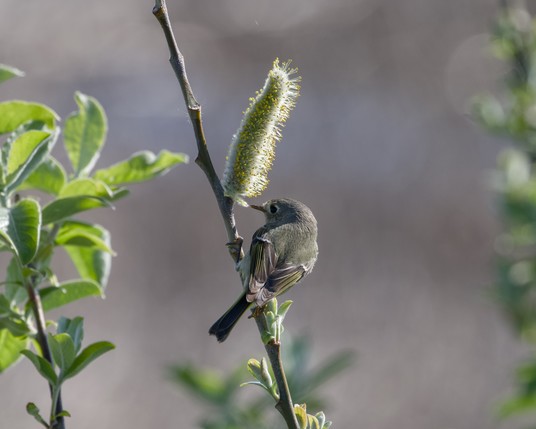 A Ruby-crowned Kinglet is picking seeds off a vertical cluster of them, framed by green leaves