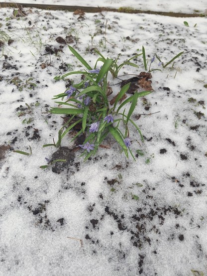 Flowers are blooming when there's snow on the ground 