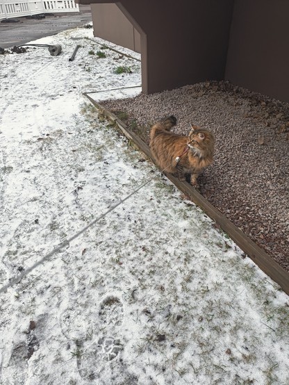 My Siberian cat is wondering where the heck did the spring go.