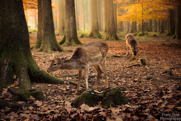 A majestic deer is captured in its natural habitat, the woods. The deer is standing gracefully amidst the trees, with its brown fur blending seamlessly with the earthy tones of the forest. The image showcases the peaceful coexistence of the mammal with the woodland surroundings, highlighting the beauty of nature. The dominant colors in the scene are brown and black, with the accent color being a warm orange. The deer is the focal point of the image, with another mammal also visible in the backg…