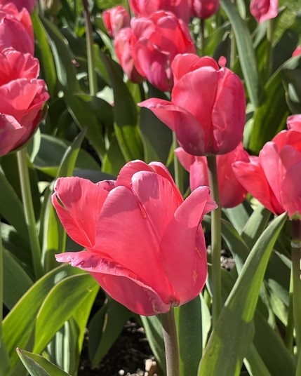 Bright pink tulips up close 