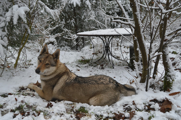 A huge brown and grey wolfdog lying on snowy ground in a garden. Her paws are holding a bone, and she is looking coyly at the camera with her head tilted and alert triangle ears.. Behind her is a snow covered black metal table, and various trees / plants weighed down with snow.