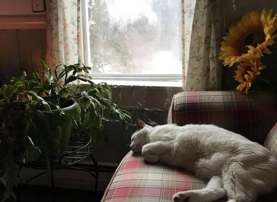 Sleeping cat