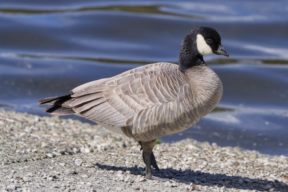 A Cackling Goose is standing on the edge of the water, in profile and facing camera right