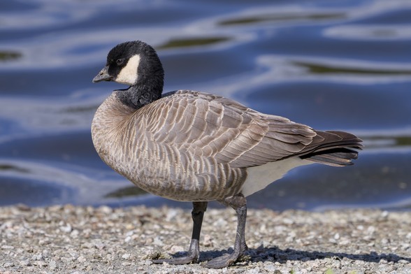 A Cackling Goose is standing on the edge of the water, in profile and facing camera left
