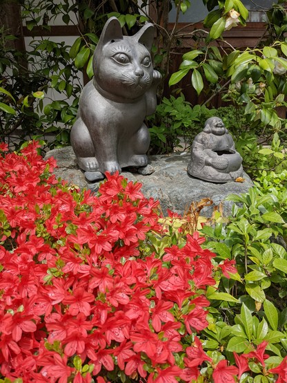 A maneki neko watched over azaleas at Taizo-in temple.