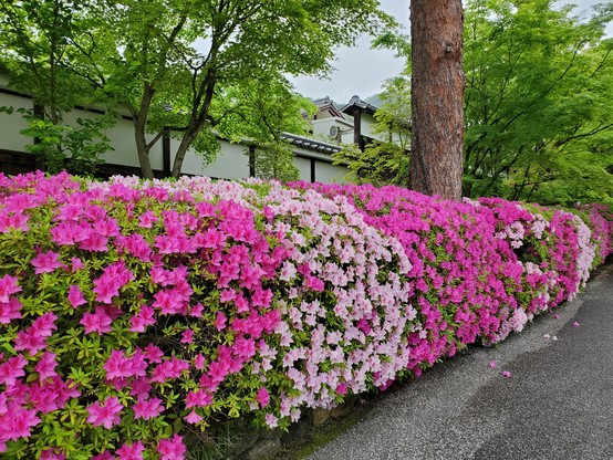 A hedge made up of azalea bushes comes alive with colour in the grounds of Nanzen-ji temple.