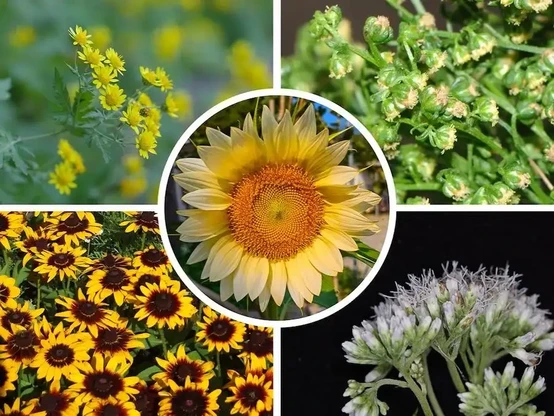 Image: A new sunflower family tree reveals that flower symmetry evolved multiple times independently. Chrysanthemum lavandulifolium, on the upper left, and Artemisia annua, upper right, are closely related species from the same tribe; the former has bilaterally symmetric flowers — the rays — and the latter does not. Rudbeckia hirta, lower left, from the sunflower tribe has bilaterally symmetric flowers, and Eupatorium chinense, lower right, from the Eupatorieae tribe does not; these two tribes are closely related groups. A sunflower, center, shows flowers with bilateral symmetry — the large petal-like flowers in the outer row — and without bilateral symmetry — the small flowers in the inner rows. Credit: Guojin Zhang, Ma laboratory / Penn State. Creative Commons 