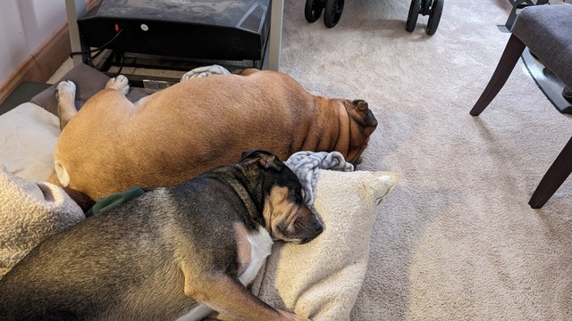 Two dogs sleeping on floor