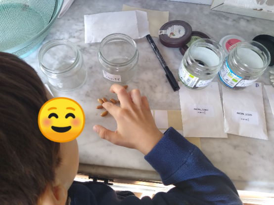 picture from above, a child counting beans on a white countertop, with a set of envelopes in row, with a code written un each envelope. The child is putting dry beans into glasses with the same code written, a different variety in each glass