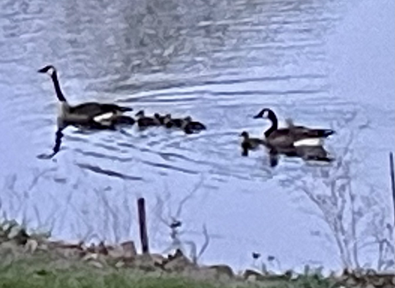 5 goslings and their ‘rents. 