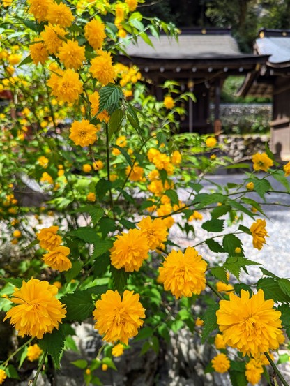 Kerria roses blooming in Matsunoo Taisha shrine.