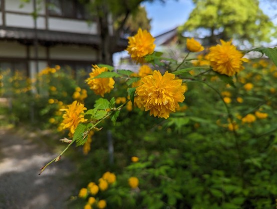 Yamabuki come in 2 varieties, but the most common at Matsunoo Taisha is the chrysanthemum-like version.