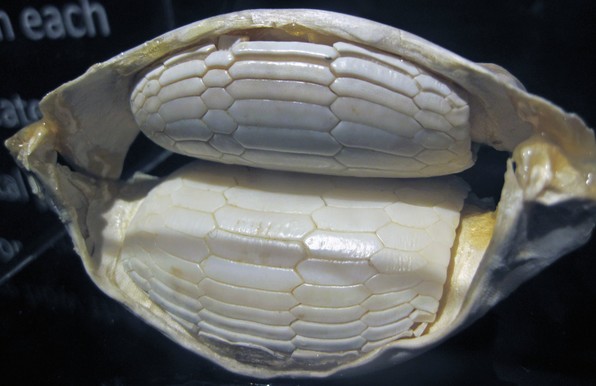 Mandíbula con dos rodillos de dientes hexagonales articulados entre sí.