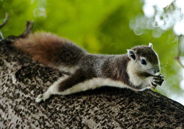 a squirrel hanging by its back legs down from a tree, handling a nut 