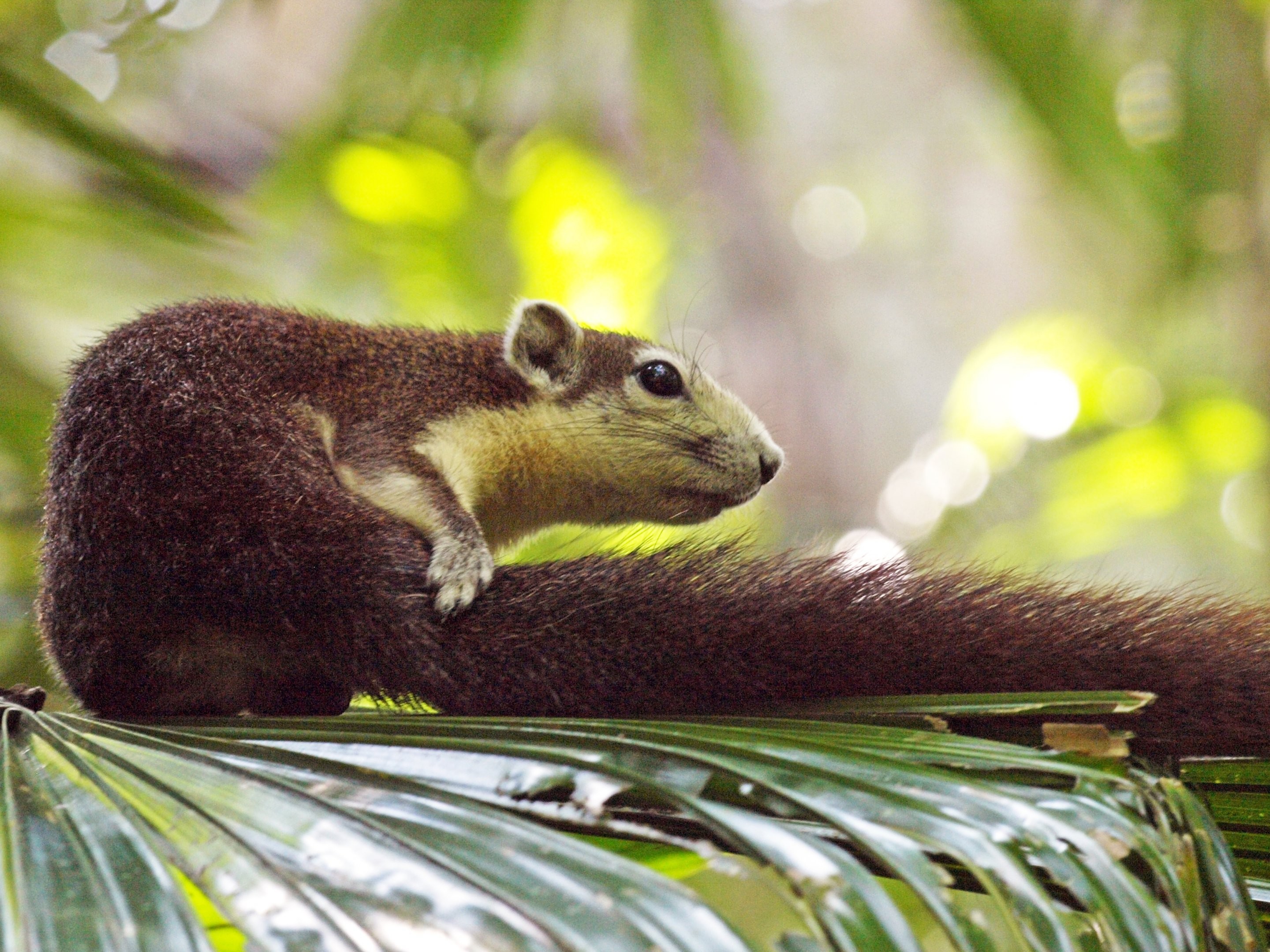 the squirrel in a tree, grooming its tail and looking to the right, blurred forest background 