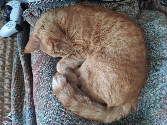 An adorable orange cat, curled up on a blanket over my lap. He's having himself a snoozle.