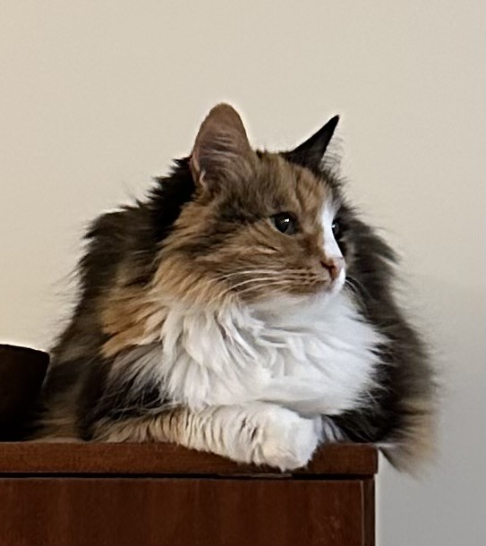 Fluffy calico cat lying down, looking to the right