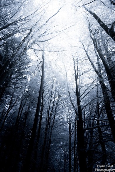 A serene and captivating scene captured from a low angle view of a forest, showcasing tall trees reaching towards the sky. The dominant colors of black and white create a contrast that emphasizes the natural beauty of the woodland. The background is a deep black, while the foreground is a crisp white, adding depth to the image. The atmosphere is enhanced by a hint of fog, giving a mystical and dreamy quality to the landscape. Winter seems to have settled in, with bare branches reaching out agai…
