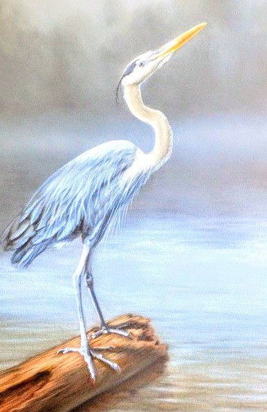 Egret bird