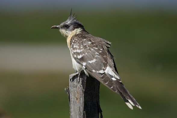 Críalo europeo (Clamator glandarius). Foto: Jac. Janssen en Wikipedia ( https://commons.wikimedia.org/wiki/File:Clamator_glandarius_(33541721504).jpg )