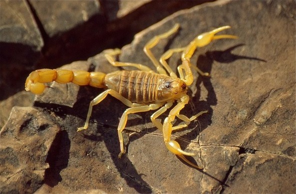 Escorpión amarillo (Buthus occitanus). Foto: Bernard DuPont en Wikipedia ( https://commons.wikimedia.org/wiki/File:Common_Yellow_Scorpion_(Buthus_occitanus)_(36043322670).jpg )