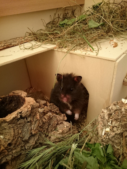 Hamster-Wohnung.
Selbstgebautes Haus aus Laubsägeholz, mit einer Brücke zu einem weiteren, im Bild nicht sichtbaren Haus. Davor eine Rindenröhre mit Ausstiegs Möglichkeit oben. Rechts Teile eines Baumstammes. Überall verteilt hat es Heu, getrocknete Kräuter und Gräser. Aus dem Haus schaut mein schnuggliges schwarzes Hamsterli mit rosa Näschen und weissen Pfötchen.