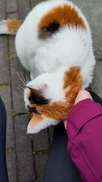Cuddle the neighbours cat