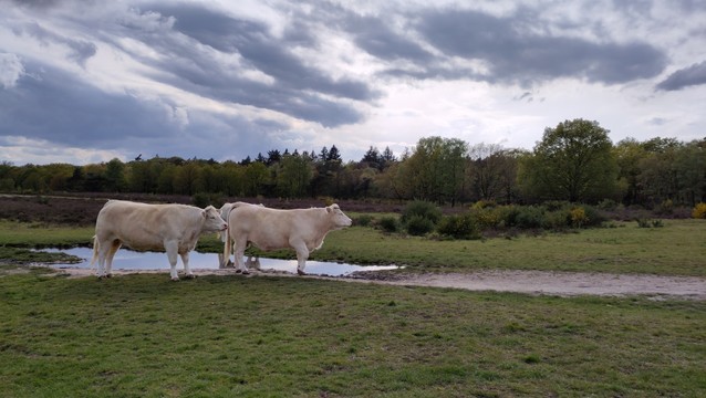 White cows in the heather