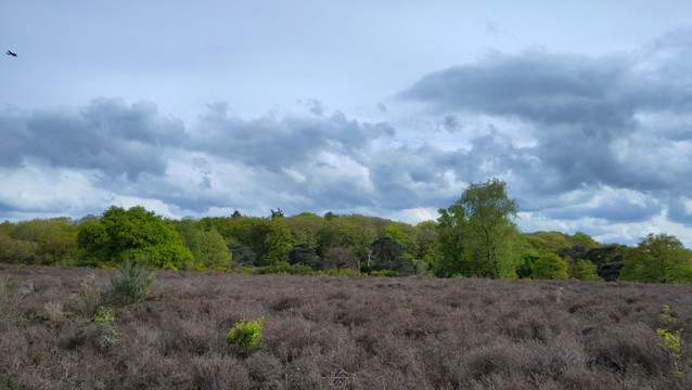 Heather in NL