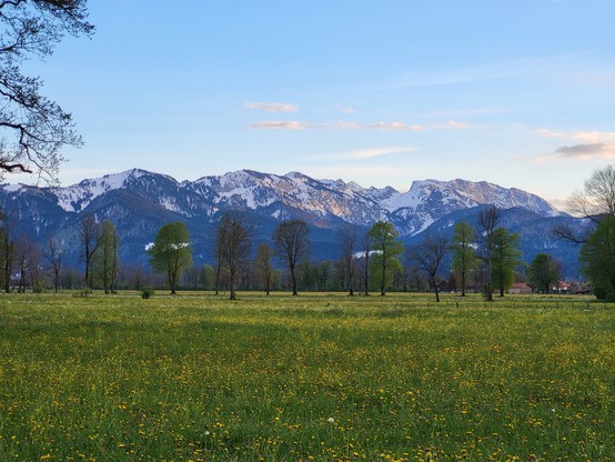 A picturesque scene of a vast field filled with colorful flowers stretching as far as the eye can see. Towering trees with lush green leaves are scattered throughout the landscape, creating a serene and tranquil atmosphere. In the distance, majestic mountains rise up against the clear blue sky, their snow-capped peaks contrasting beautifully with the vibrant hues of the flowers below. The foreground is dominated by the white flowers and the green grass, while the background is adorned with shad…