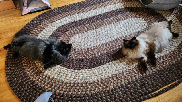 Two ragdoll cats, a smoke & a seal point, doing what ragdolls do- laying about hoping for tummy rubs. 