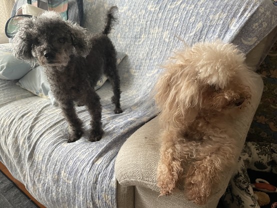 Two toy poodles, one black and one light brown, on a sofa. The black one is standing and looking at the camera. The light brown one is lying on the arm of the sofa, looking to the side, sensing toast in the future.