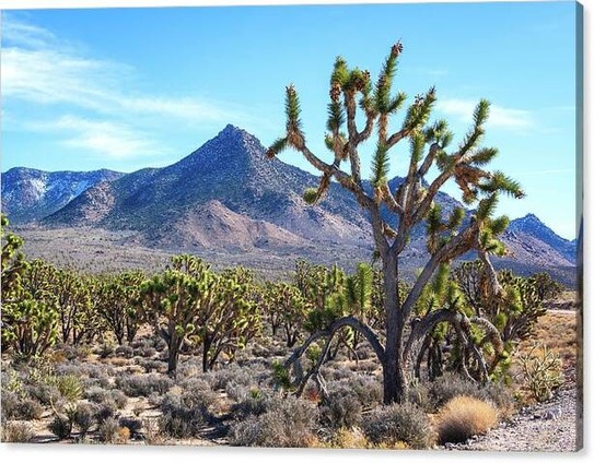 Joshua Tree forest at springtime in Arizona, Canvas Print