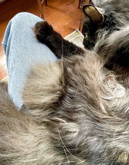 Top down view of a senior tortie long-haired cat sprawled out on my lap. Her dark brown paw is extended to rest on my knee. You can see her ear and dark brown face and behind that a huge furry mass of side, tail, back and tummy. Colors are mostly tan, gray, and brown. It looks like she SHOULD weigh 15 lbs but it’s all floof and she barely weighs 6.