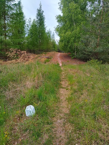 Trasa MTB prowadząca na wzgórze. Dookoła brzozy i sosny.